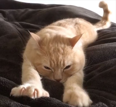 フミフミ猫ちゃん