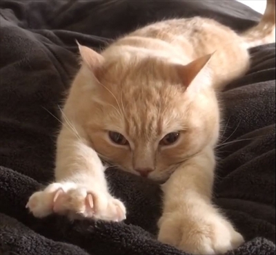 フミフミ猫ちゃん