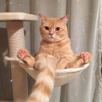 フミフミ猫ちゃん