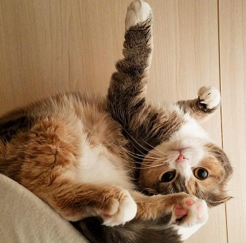 フミフミ猫ちゃん