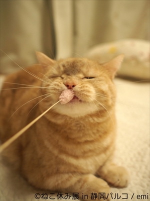 ねこ休み展 in 静岡パルコ