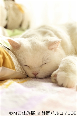 ねこ休み展 in 静岡パルコ