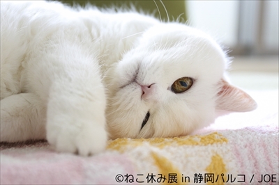 ねこ休み展 in 静岡パルコ