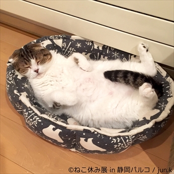 ねこ休み展 in 静岡パルコ