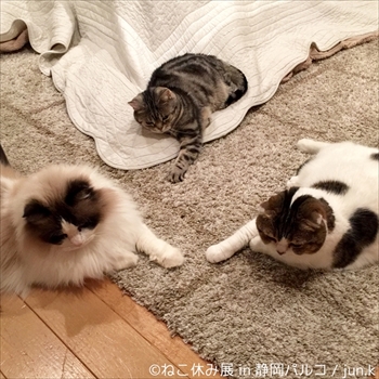 ねこ休み展 in 静岡パルコ