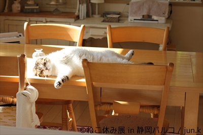 ねこ休み展 in 静岡パルコ