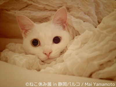 ねこ休み展 in 静岡パルコ