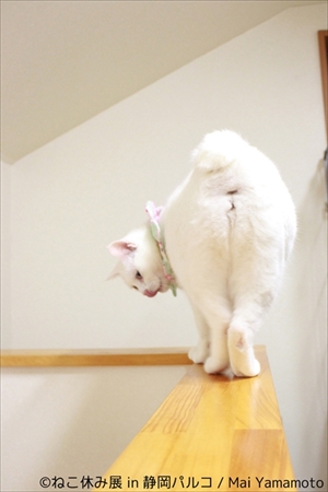 ねこ休み展 in 静岡パルコ