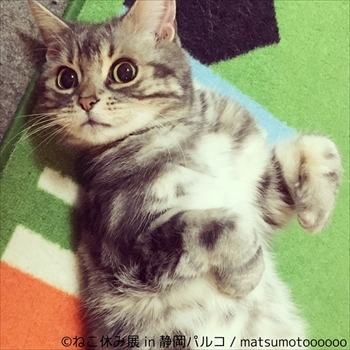 ねこ休み展 in 静岡パルコ