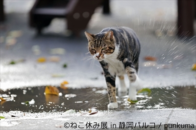 ねこ休み展 in 静岡パルコ