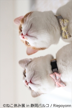 ねこ休み展 in 静岡パルコ