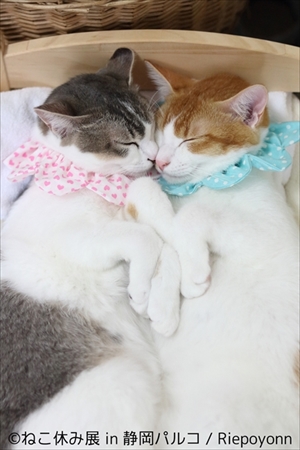 ねこ休み展 in 静岡パルコ