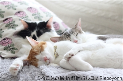 ねこ休み展 in 静岡パルコ