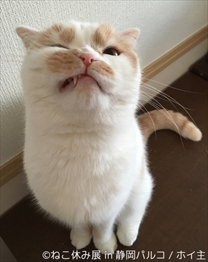 ねこ休み展 in 静岡パルコ