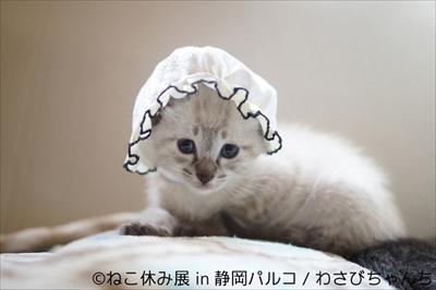 ねこ休み展 in 静岡パルコ