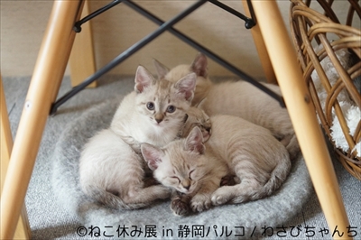 ねこ休み展 in 静岡パルコ