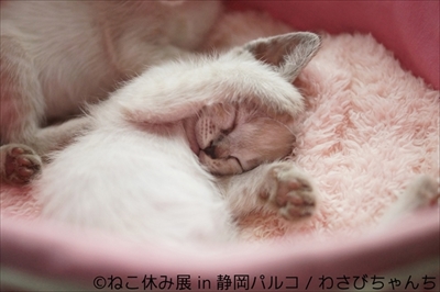 ねこ休み展 in 静岡パルコ