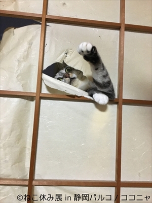 ねこ休み展 in 静岡パルコ