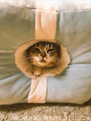 ねこ休み展 in 静岡パルコ