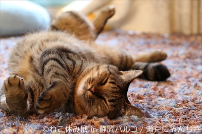 ねこ休み展 in 静岡パルコ