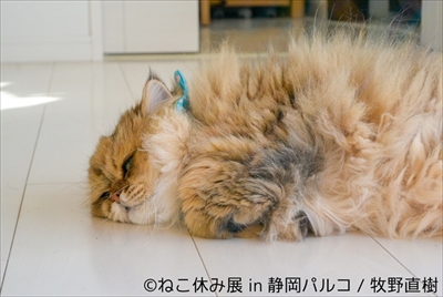 ねこ休み展 in 静岡パルコ