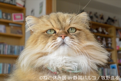 ねこ休み展 in 静岡パルコ