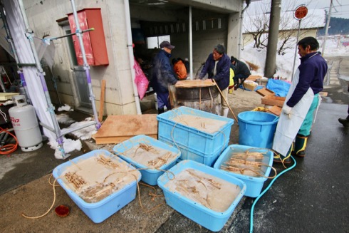 ごぼう講 青森産のゴボウが300キロ