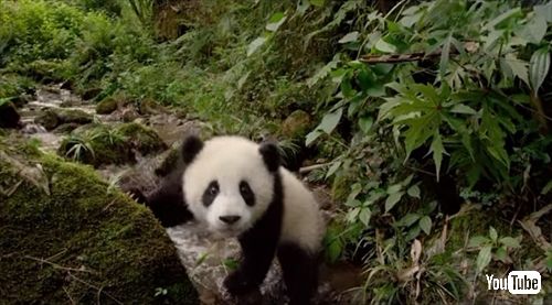 映画PANDAS