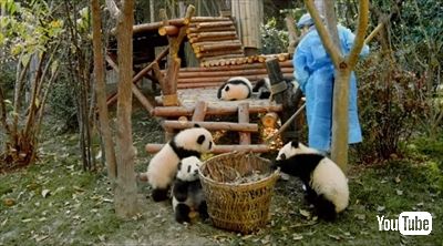 映画PANDAS