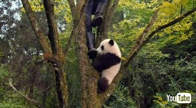 映画PANDAS