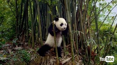 映画PANDAS