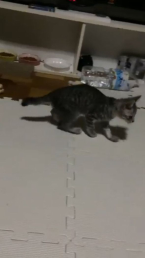 猫 歩き方 病院 仮病