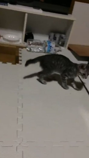 猫 歩き方 病院 仮病