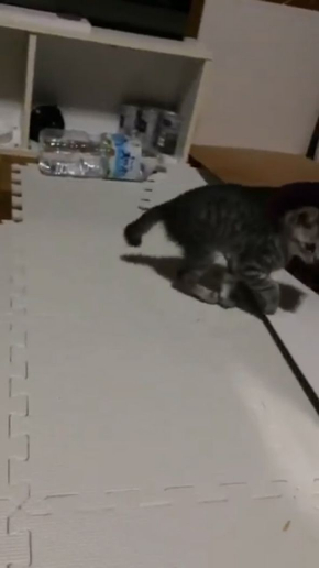 猫 歩き方 病院 仮病