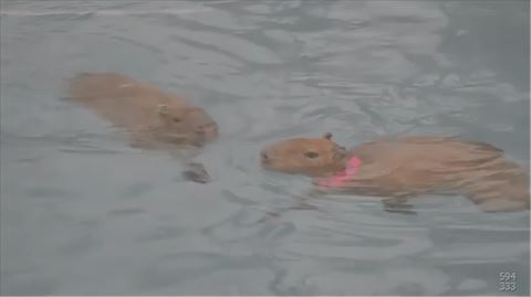 カピバラ