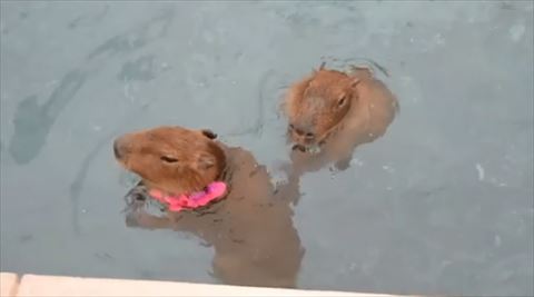 カピバラ