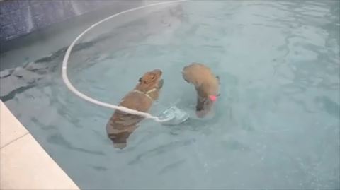 カピバラ