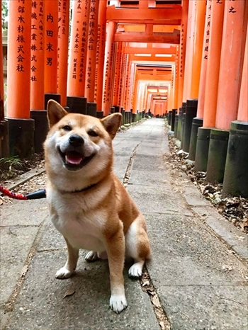 柴犬カジくん