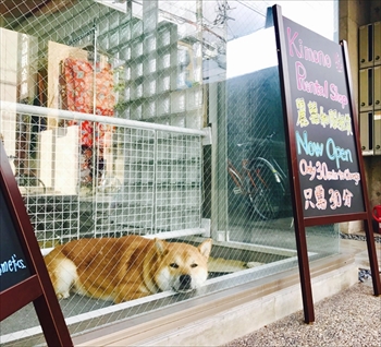 柴犬カジくん