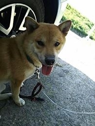 柴犬カジくん