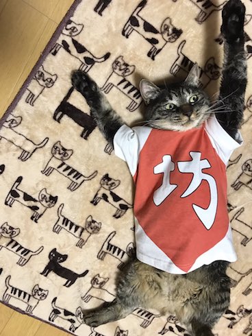 ねこがバンザイをしてる画像1枚目