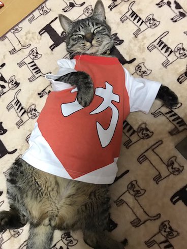 ねこがバンザイをしてる画像2枚目