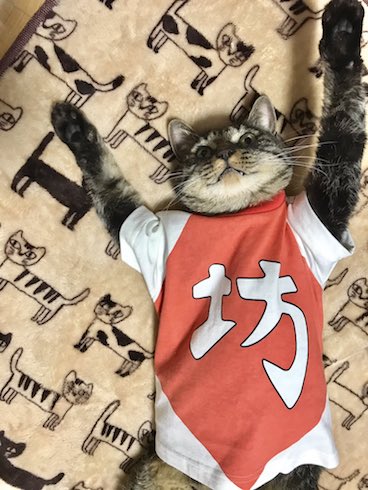 ねこがバンザイをしてる画像3枚目