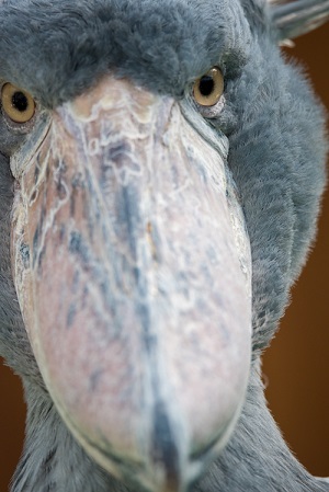 掛川花鳥園　ハシビロコウ