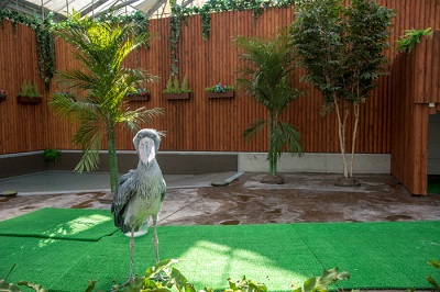 掛川花鳥園　ハシビロコウ