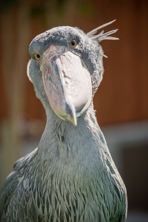 掛川花鳥園　ハシビロコウ