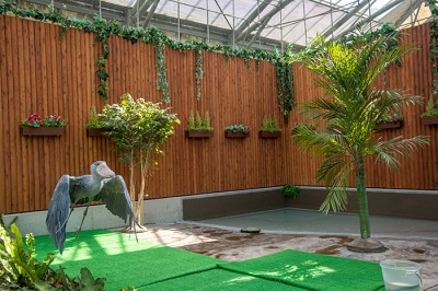 掛川花鳥園　ハシビロコウ