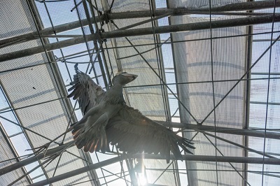 掛川花鳥園　ハシビロコウ