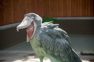 掛川花鳥園　ハシビロコウ