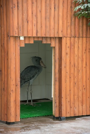 掛川花鳥園　ハシビロコウ